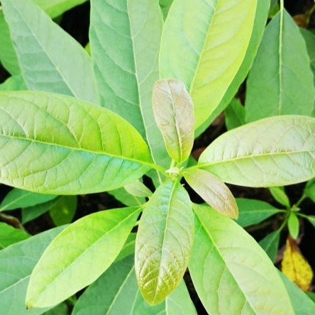 Grafted Avocado