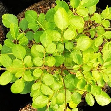 Moringa seedlings
